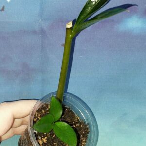 Zamioculcas Zamicro Dark