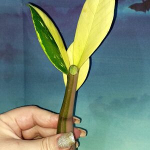 Zamioculcas Short Live Variegated