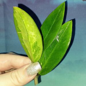 Zamioculcas Short Live Variegated