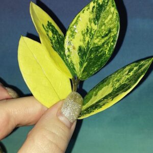 Zamioculcas Short Live Variegated