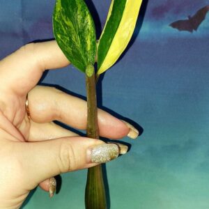 Zamioculcas Short Live Variegated