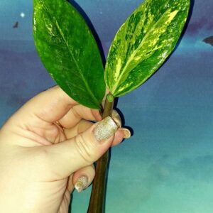 Zamioculcas Short Live Variegated