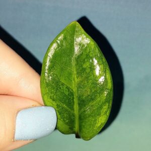 Zamioculcas Dwarf Variegated