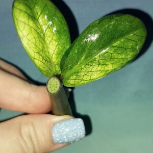 Zamioculcas Dwarf Variegated