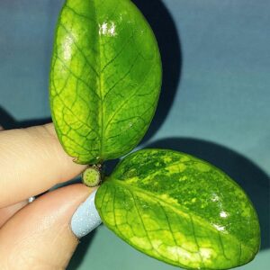 Zamioculcas Dwarf Variegated