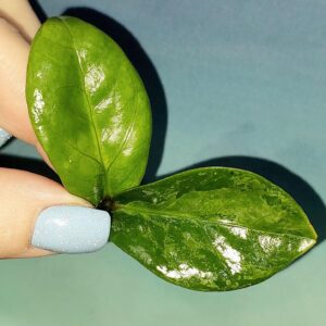 Zamioculcas Dwarf Variegated