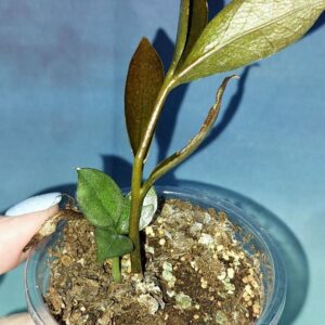 Zamioculcas Zamicro Dark