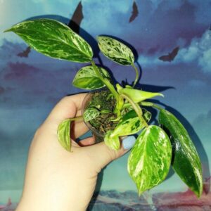 Philodendron Emerald Queen Marble