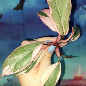 Philodendron Pink Princess Mutation