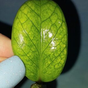 Zamioculcas Dwarf Variegated