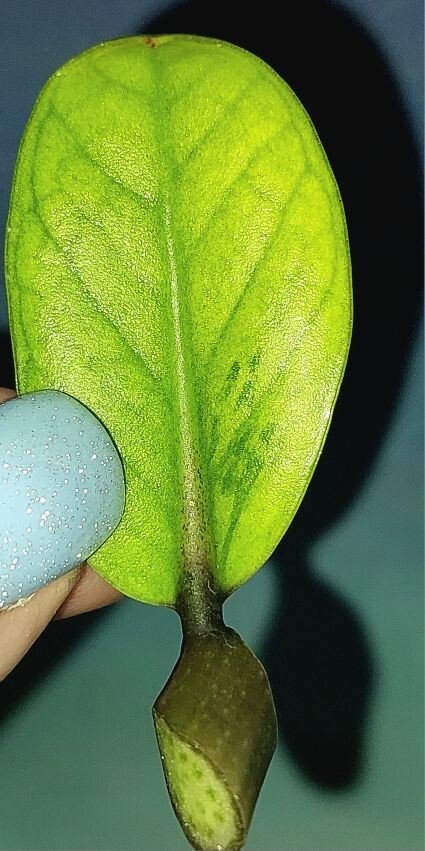 Zamioculcas Dwarf Variegated