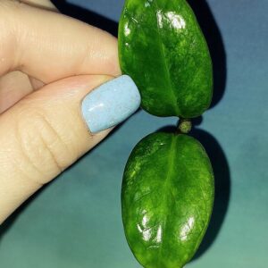 Zamioculcas Dwarf Variegated