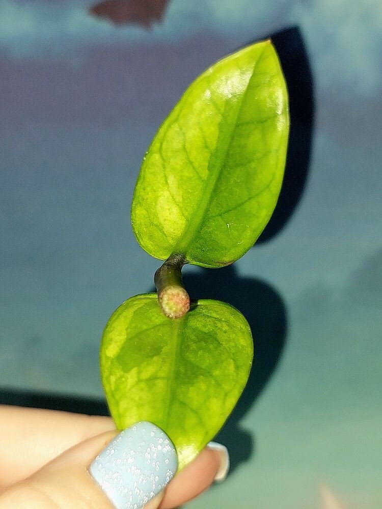 Zamioculcas Dwarf Variegated