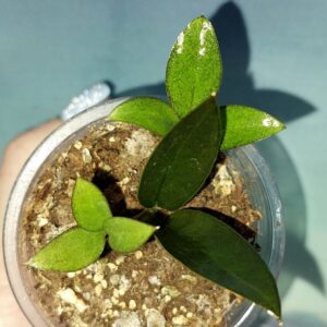 Zamioculcas Zamicro Dark