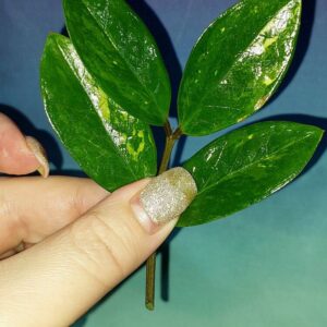 Zamioculcas Short Live Variegated