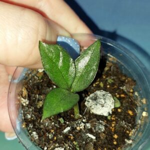 Zamioculcas Zamicro Dark