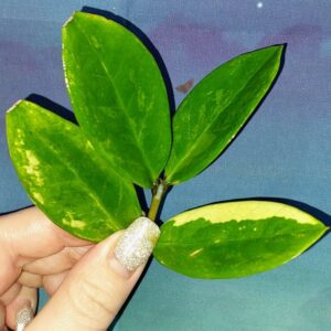 Zamioculcas Short Live Variegated