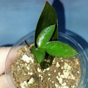 Zamioculcas Zamicro Dark