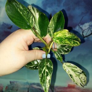 Philodendron Emerald Queen Marble