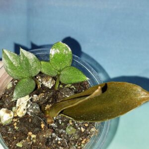 Zamioculcas Zamicro Dark