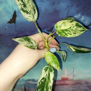 Philodendron Emerald Queen Marble