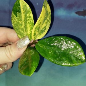 Zamioculcas Short Live Variegated