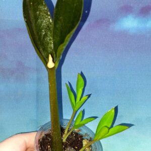 Zamioculcas Zamicro Dark