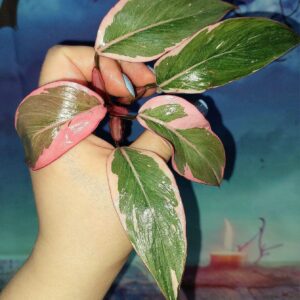 Philodendron Pink Princess Mutation