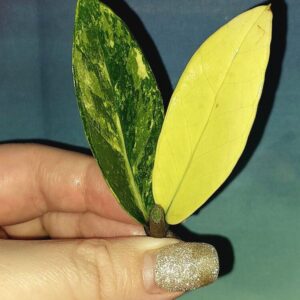 Zamioculcas Short Live Variegated
