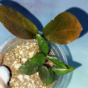 Zamioculcas Zamicro Dark