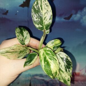 Philodendron Emerald Queen Marble