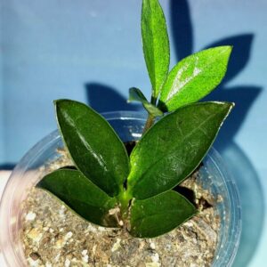 Zamioculcas Zamicro Dark