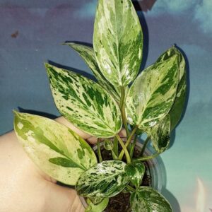 Philodendron Emerald Queen Marble