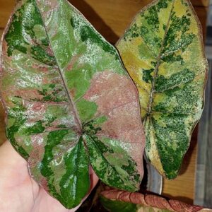 Alocasia Plumbea Nigra Pink variegated клубень