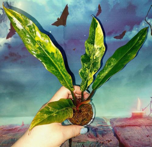 Philodendron Caramel Marble