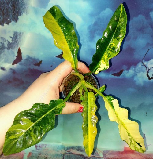 Philodendron Jungle Boogie Variegated