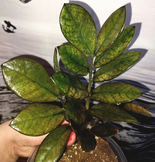 Zamioculcas Black Akebono Yellow