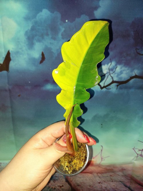 Philodendron Jungle Boogie Variegated