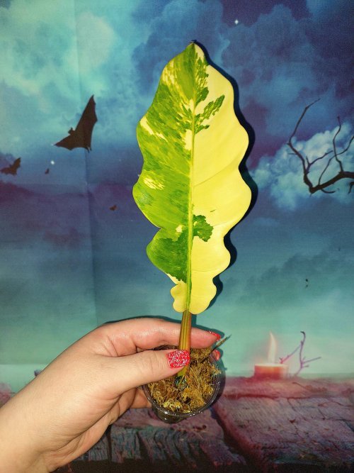 Philodendron Jungle Boogie Variegated