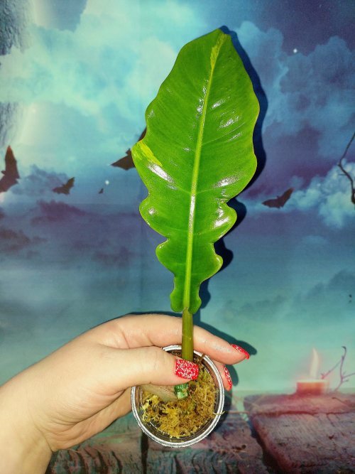 Philodendron Jungle Boogie Variegated