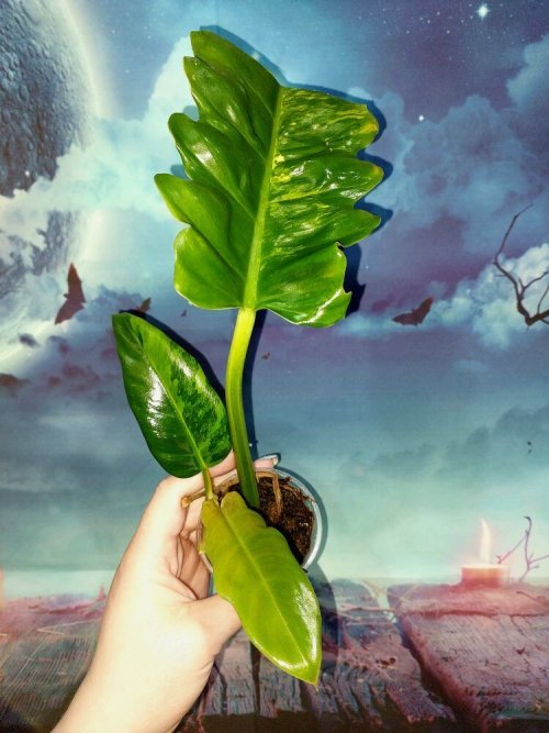 Philodendron Jungle Boogie Variegated