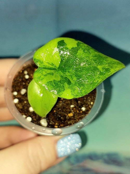 Alocasia Melo Yellow Variegated