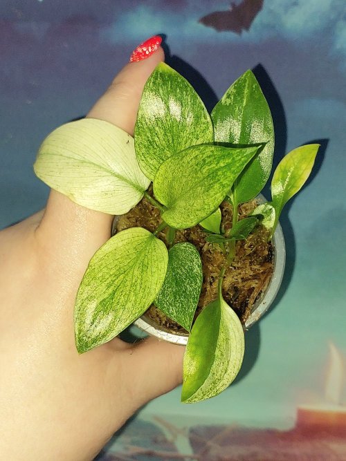 Philodendron Warszewiczii Variegated