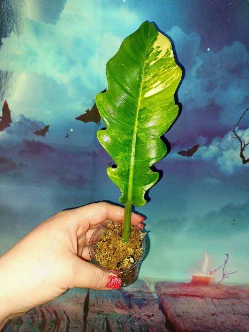 Philodendron Jungle Boogie Variegated