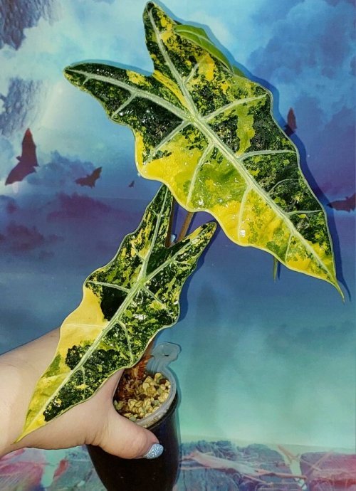 Alocasia Sanderiana Bull Aurea