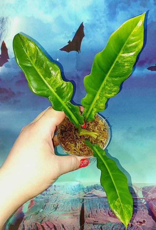 Philodendron Jungle Boogie Variegated