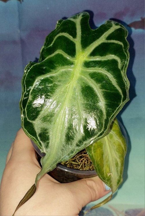 Alocasia Venom