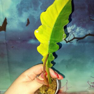 Philodendron Jungle Boogie Variegated