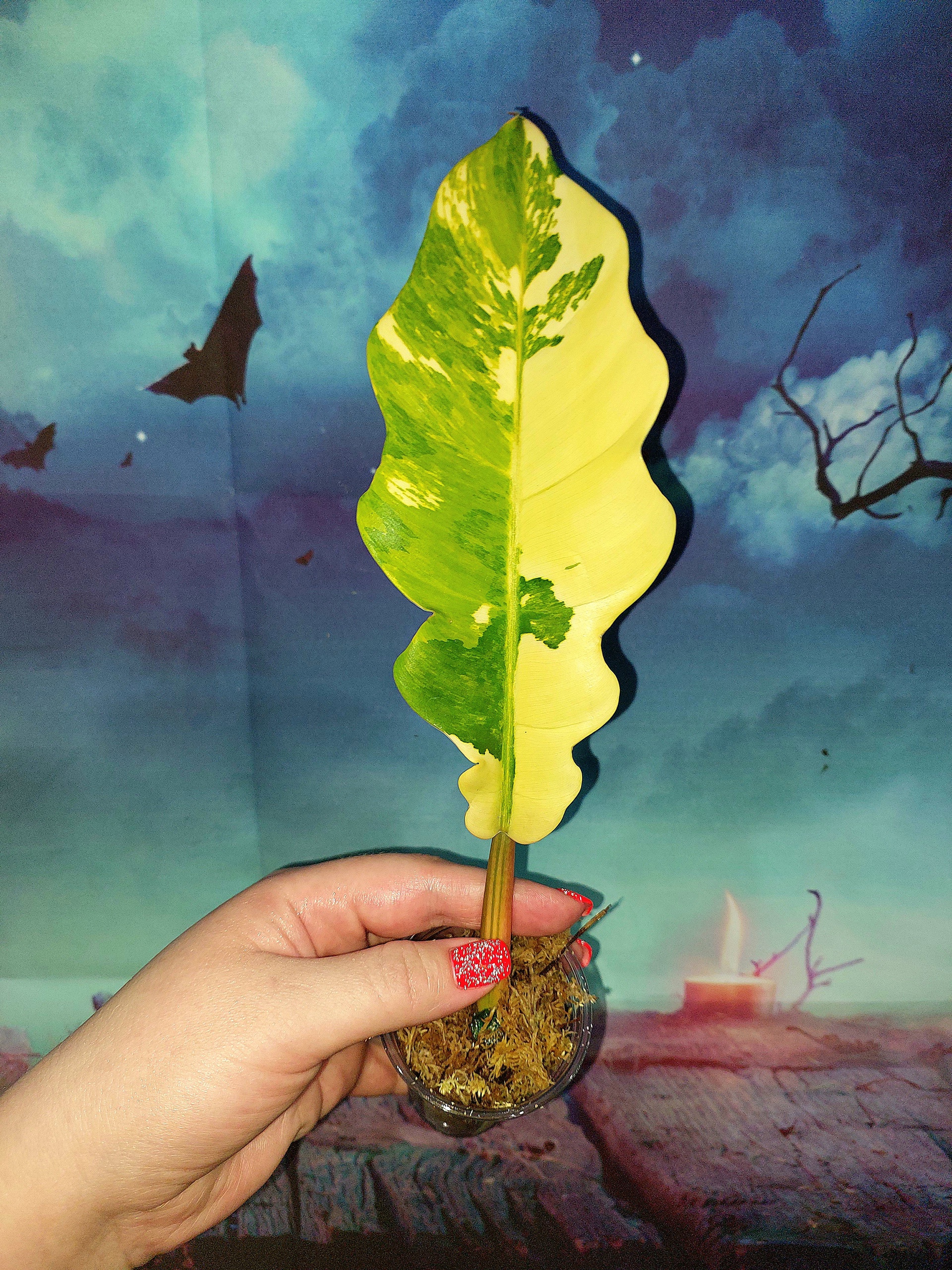 Philodendron Jungle Boogie Variegated