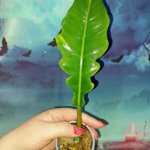 Philodendron Jungle Boogie Variegated